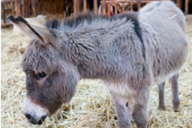 Animals in the Bible talks 2026 St J's Group.png