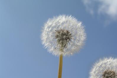 dandilion-2567525_1280.jpg