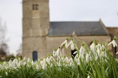 snowdrops 3.jpg