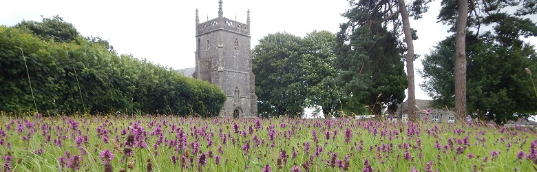 Priddy churchyard meadow, Somerset Wildlife Trust